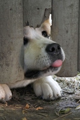 Мордочка пса в заборе