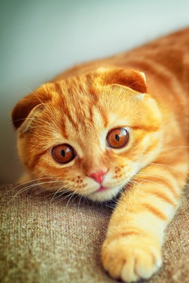 Рыжий кот с прижавшимися ушами