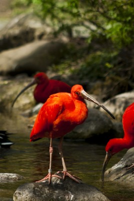 Красные птички у речки
