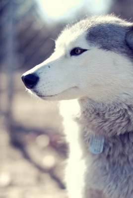 смышленая собака-волк