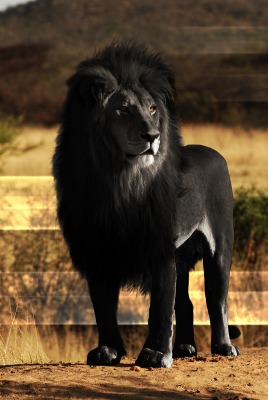 Черный лев