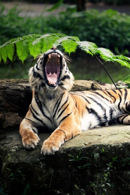 сладкий зевок тигра