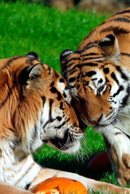 тигры на лужайке