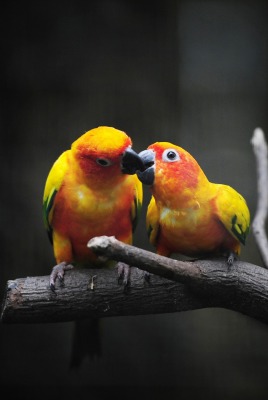 маленькие попугаи