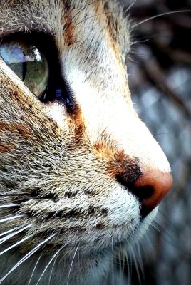 блестящий глаз кота