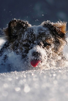 собачка в снегу