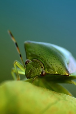 зеленое насекомое