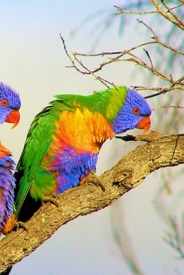 разноцветные яркие птички