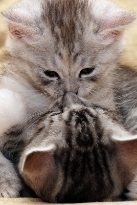 целующиеся кошки
