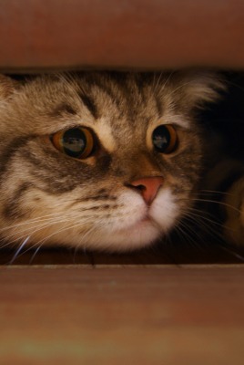 котенок под кроватью