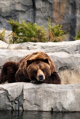 медведь на скалах
