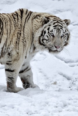 тигр на снегу