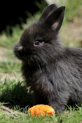 черный кролик