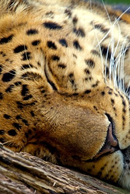 сонный леопард