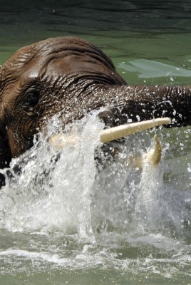 слон в воде