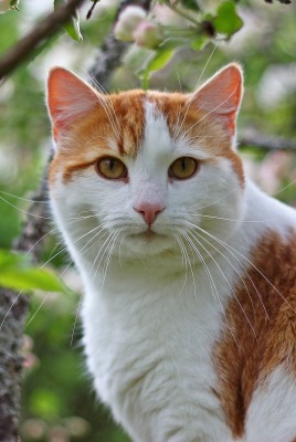 бело-рыжий кот