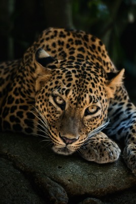 леопард на скалах