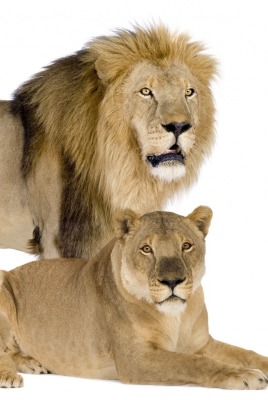 семейство львов