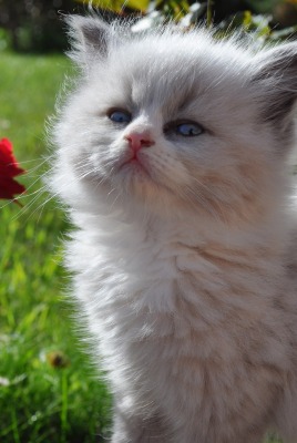 Котенок с цветами на лужайке