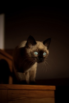 сиамский котенок