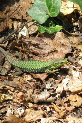 Зеленая ящерица в листьях
