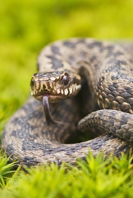 змея на лужайке