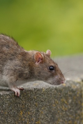 Крыса на тротуаре