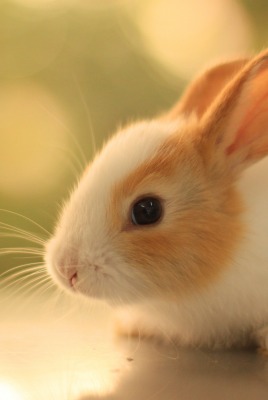 солнечный кролик