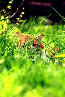 Рыжий кот прячущийся в траве