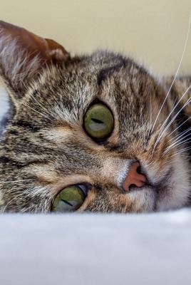 кошка зеленые глаза постель