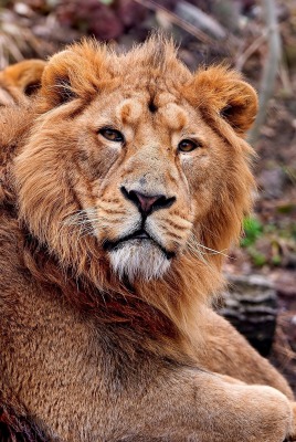 лев львята