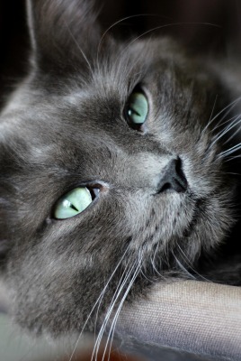 Кошка зеленые глаза