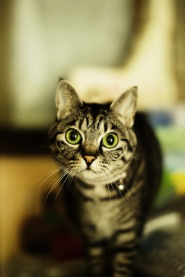 Кот глаза взгляд
