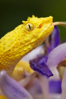 природа животные змея желтая