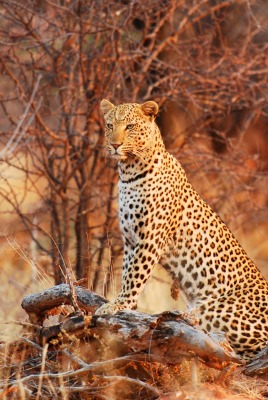 природа животные леопард трава деревья