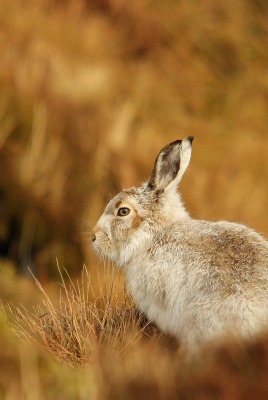 Кролик трава