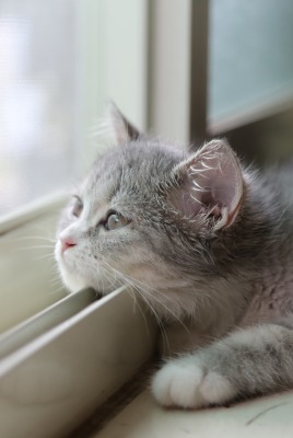 Кот серый окно