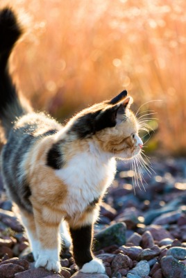 Кошка на камнях трава