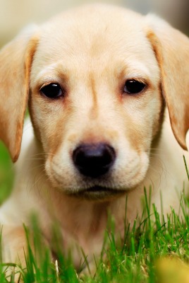 пес в траве