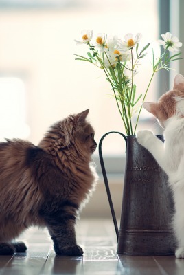 коты ваза