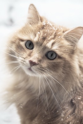 снег зима природа кот животное