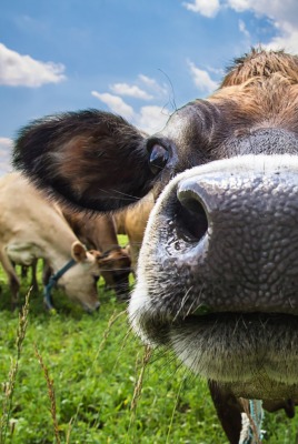 Коровы морда животные трава