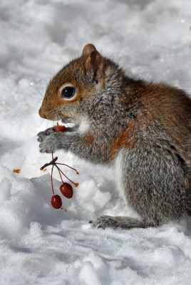природа животное белка зима снег