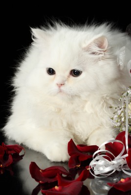 природа животное белый пушистый кот розы