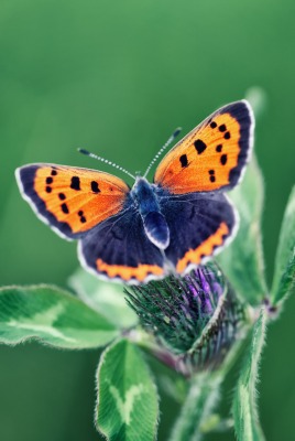 Бабочка на листке размытый фон