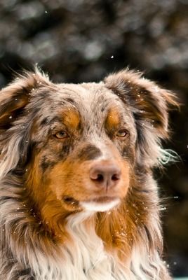 Австралийская овчарка собака животное природа зима
