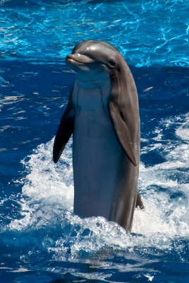 Дельфин бассейн