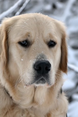 Собака грусть зима