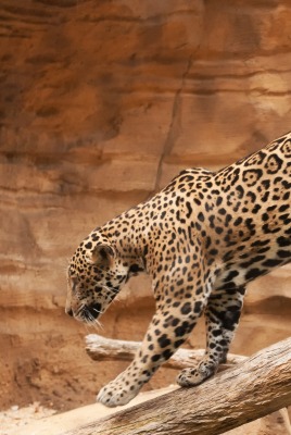 природа дерево животное ягуар