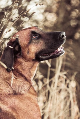 собака животное природа трава
